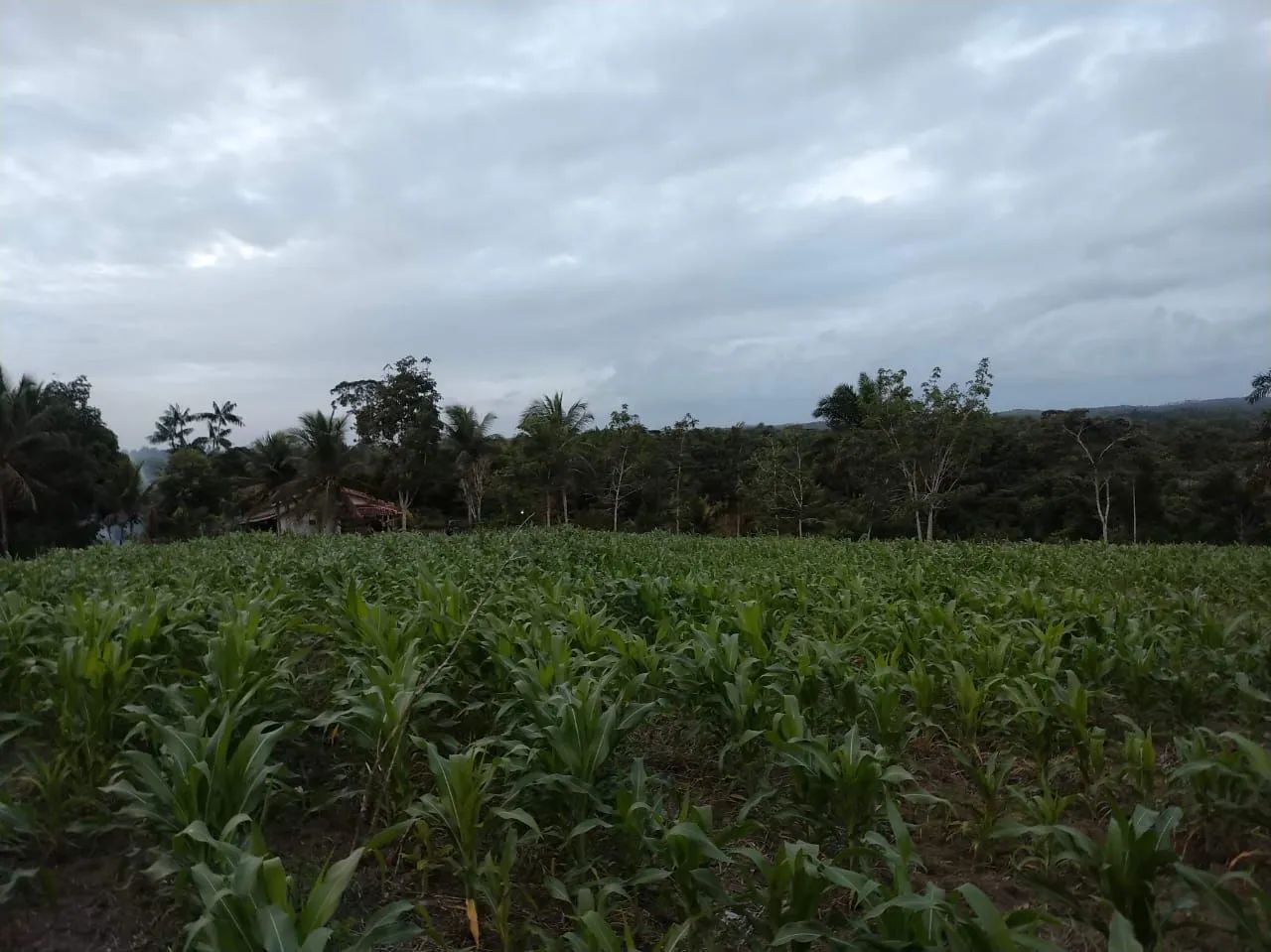 Fazenda Canto dos Pássaros - Foto 5