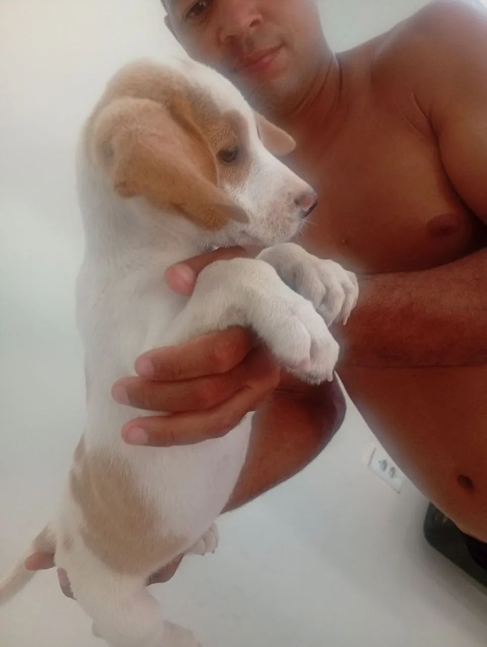Cachorro beagle com americano  - Foto 2