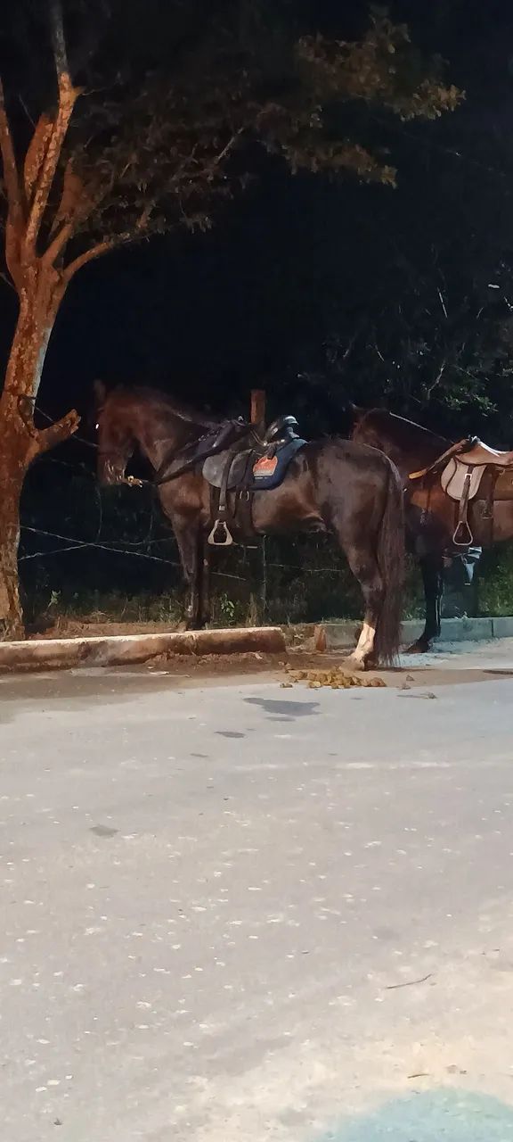 Cavalos - Foto 2