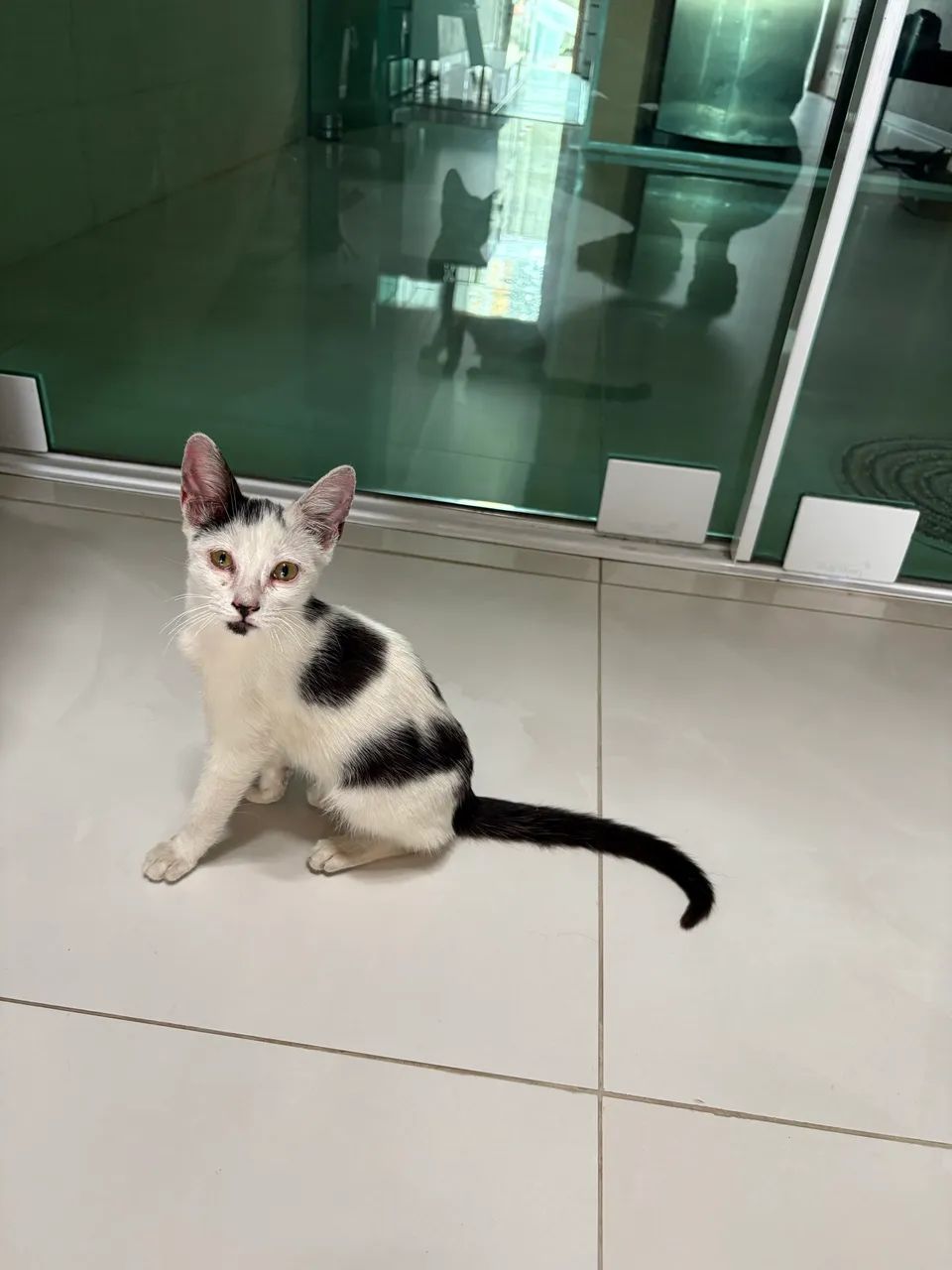 Adoção responsável gatos  - Foto 3