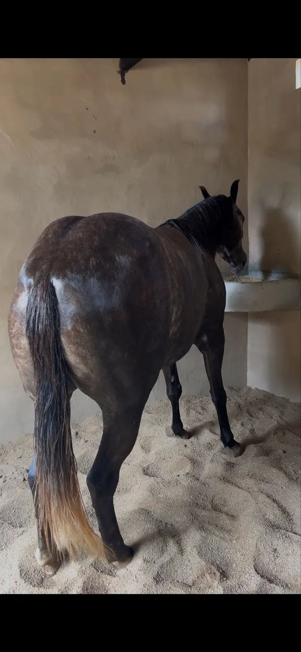 Potra QM com 3 anos 