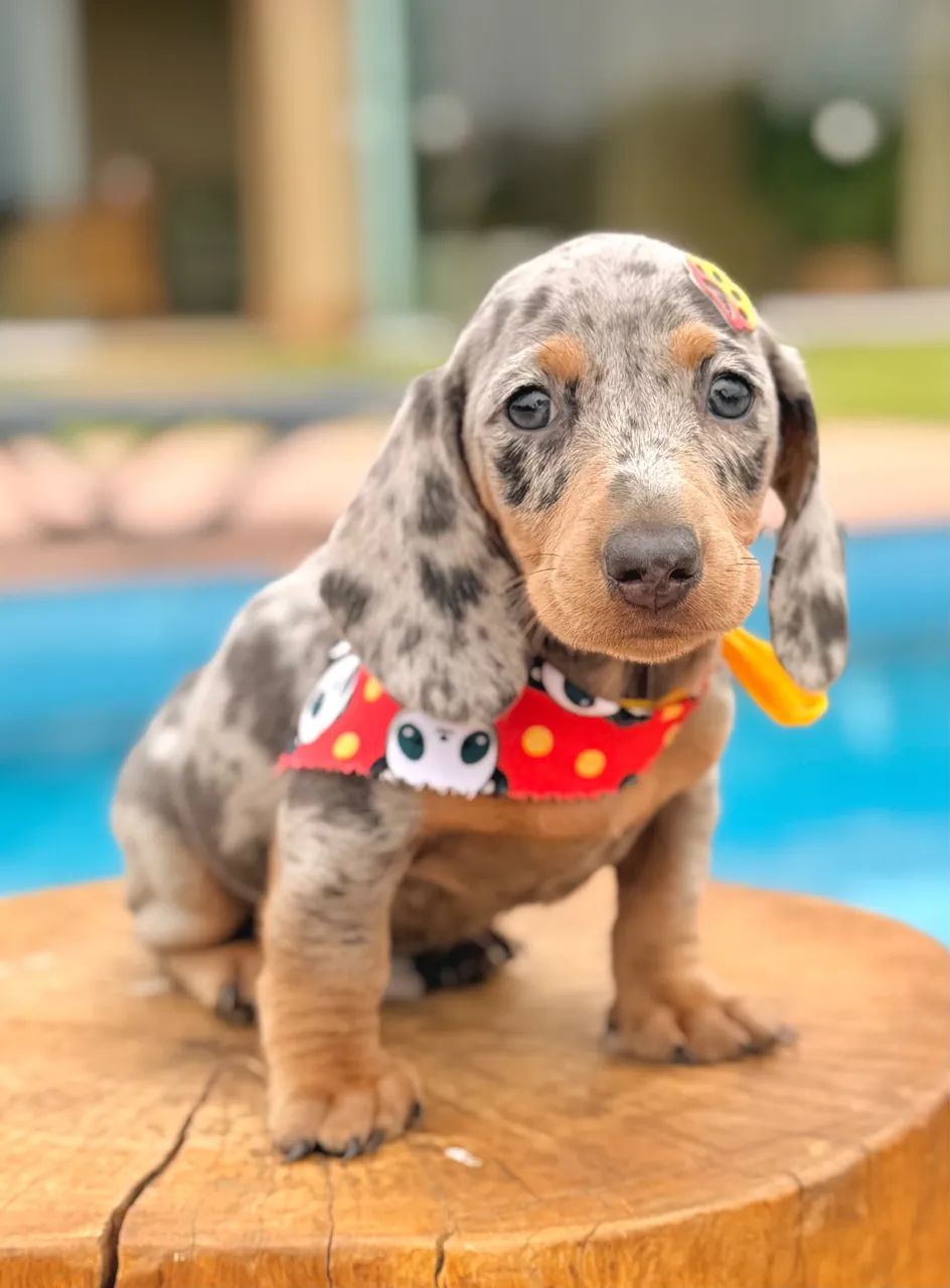 Dachshund linguicinha  - Foto 2