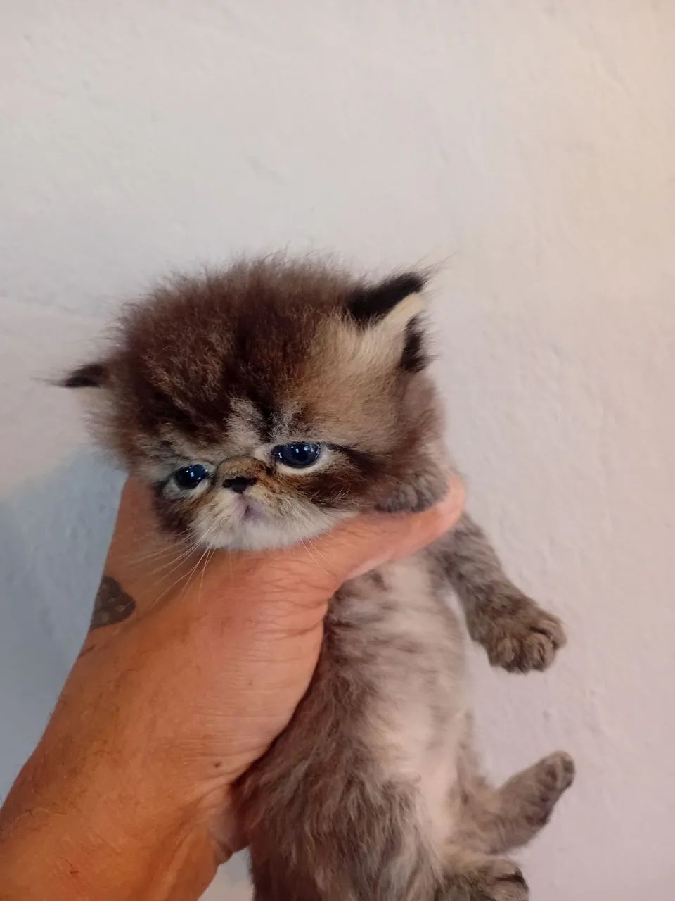 PERSAS FILHOTES RESERVA  - Foto 4