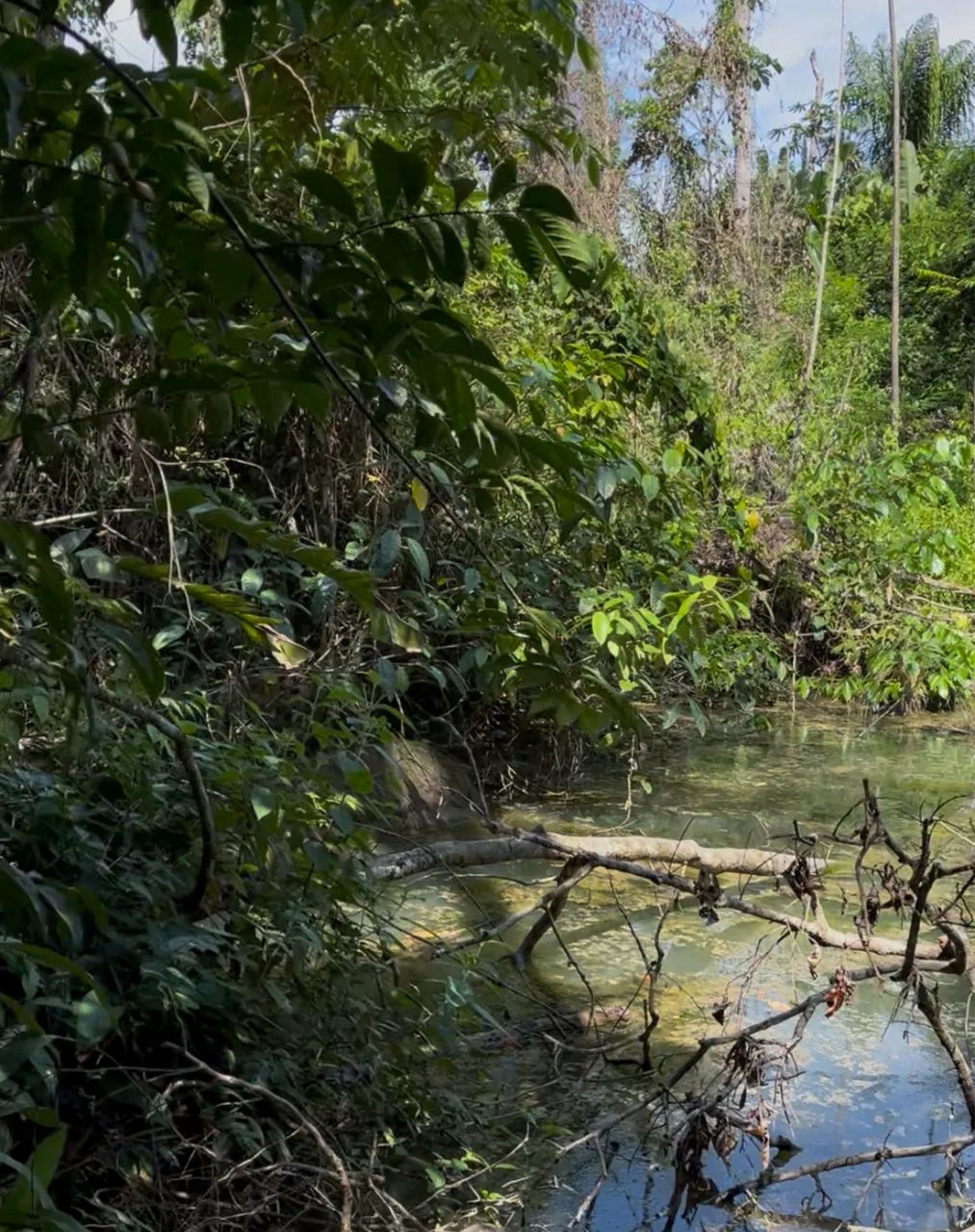 Vendo Chácara de 1 hectare com 3 nascentes próxima ao Clube do Magnata - Foto 5