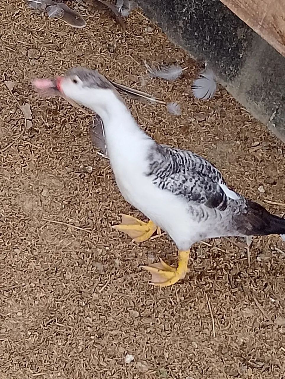 Patos - Foto 5