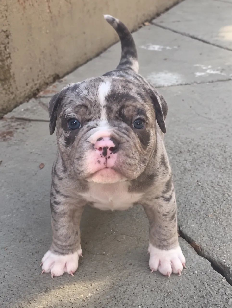 Américan Bully  - Foto 2
