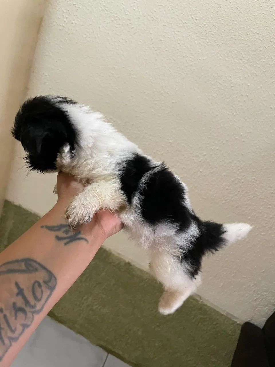 Cachorro da Raça shitzu 2 machos  - Foto 4