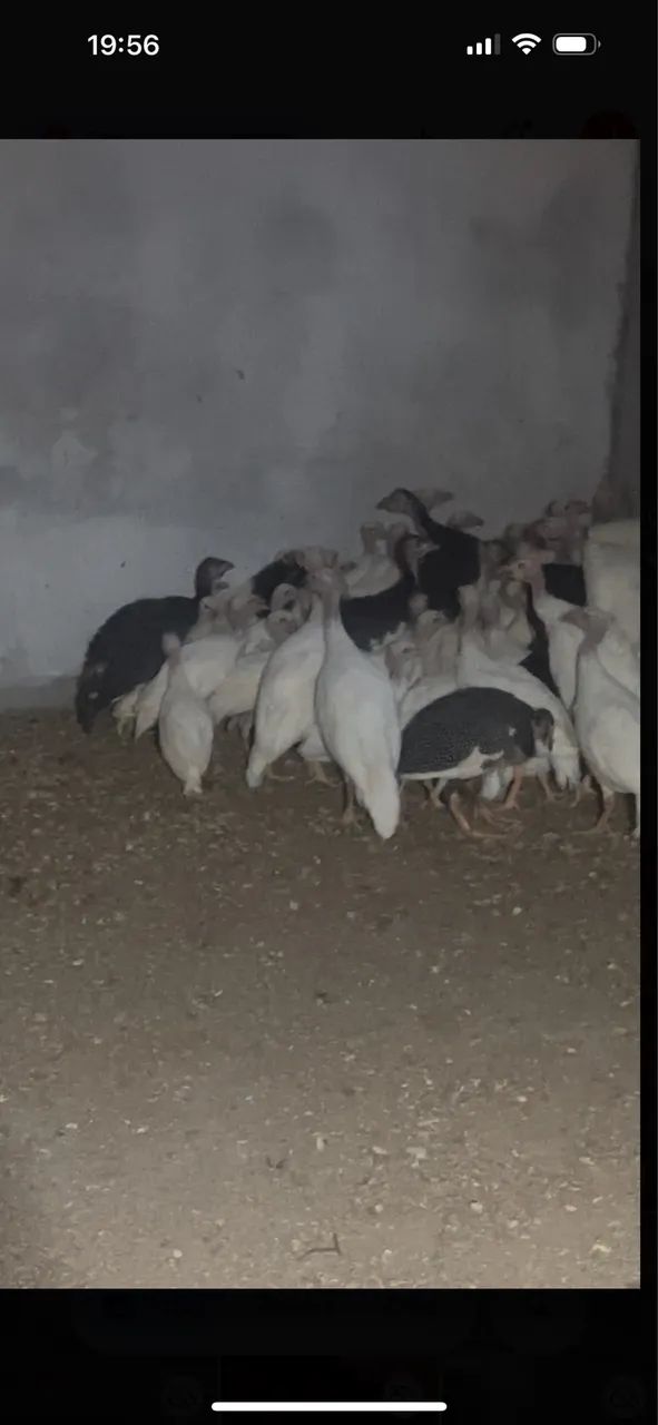 Galinhas da angolas - brancas e caríjo  - Foto 2