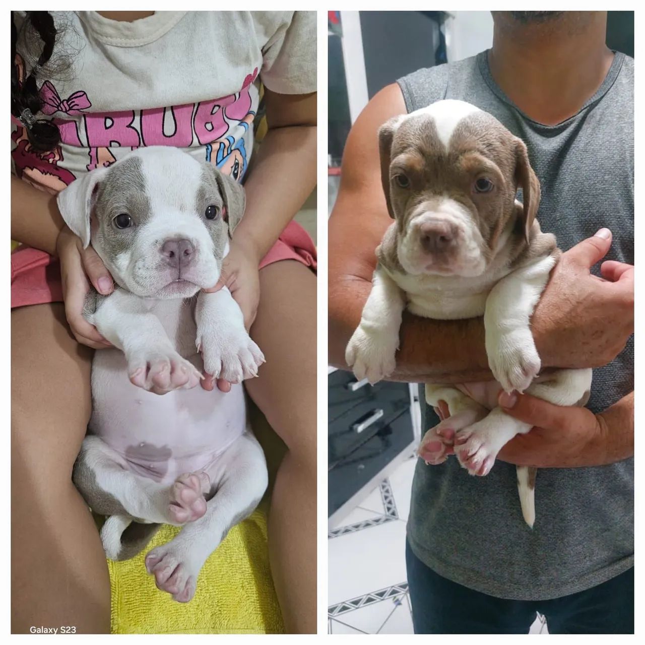 Filhote American Bully 