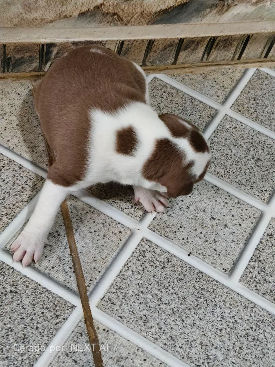 Filhotes de Pitbull  - Foto 5