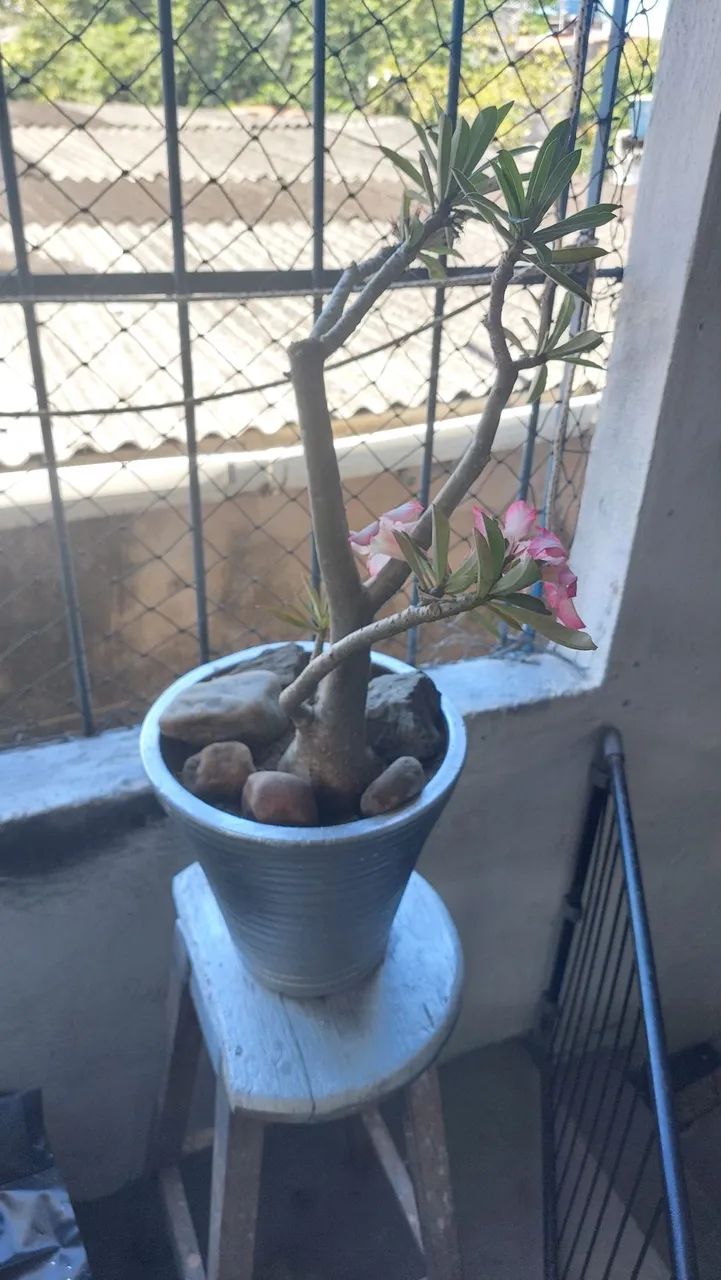 Flor do deserto com vaso M  - Foto 2