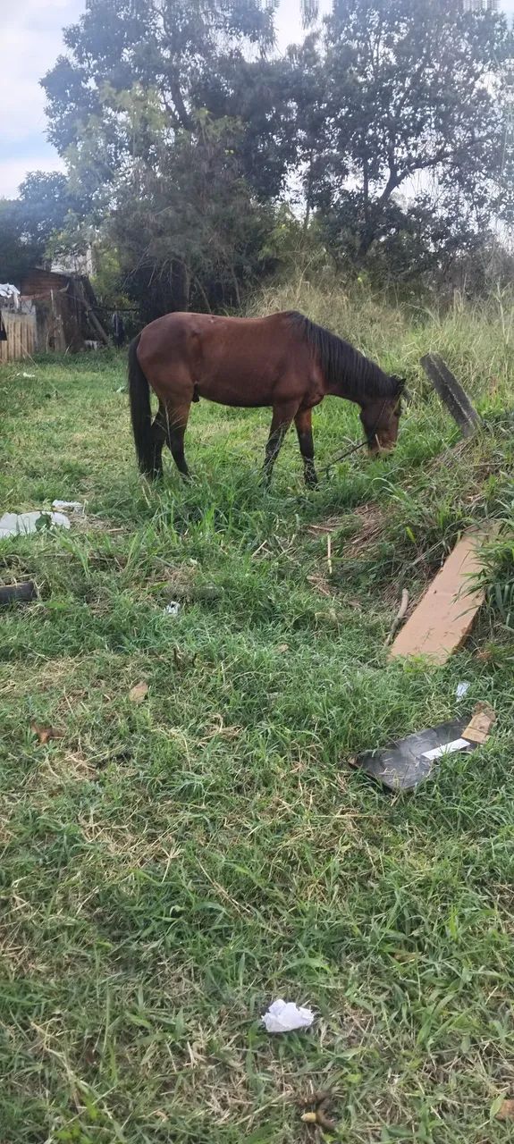 Cavalo - Foto 2