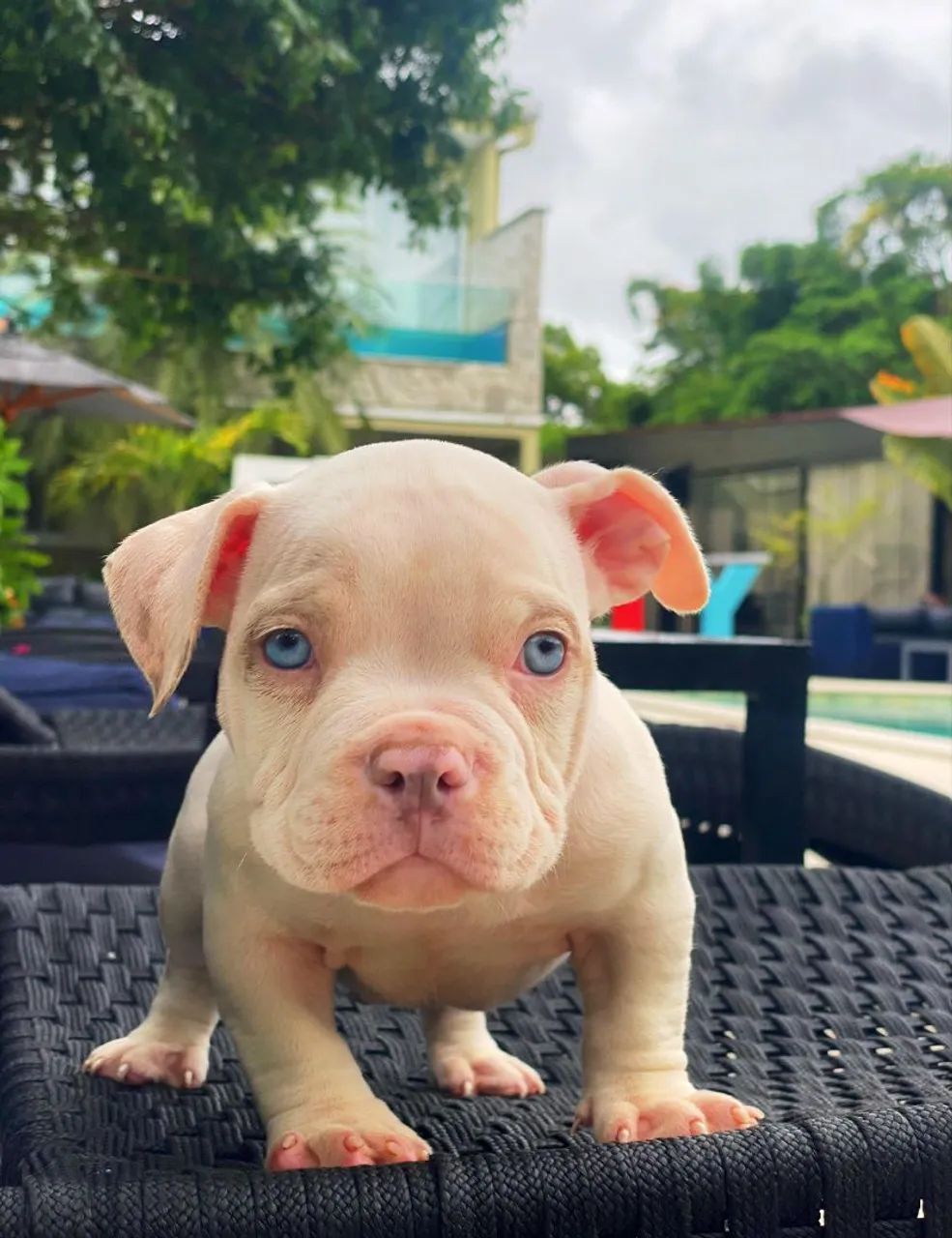 American bully  - Foto 6