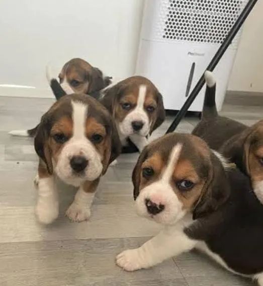 Beagle Filhotes Super Alegres e Confiantes. 