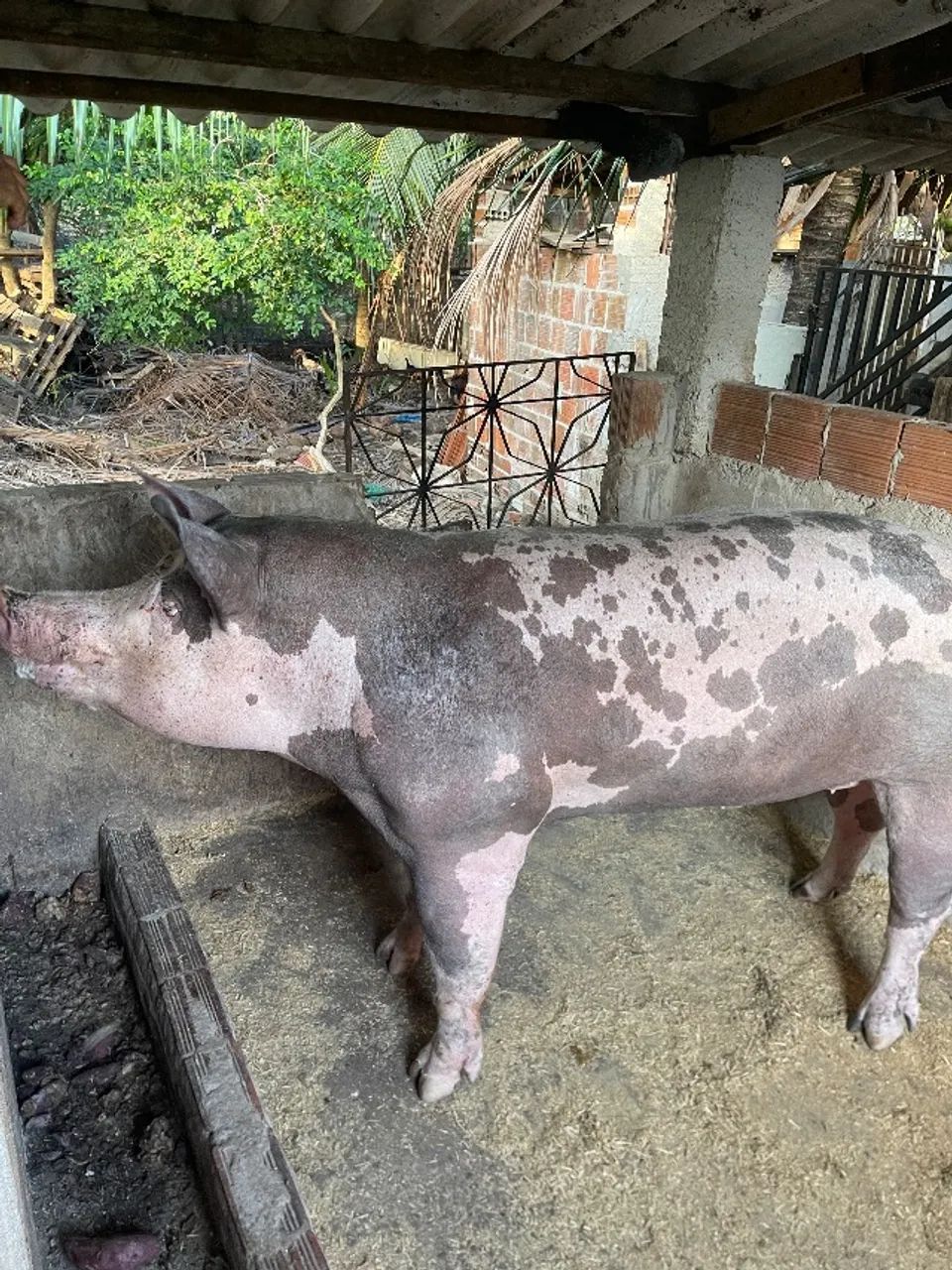 Porco Pietran  - Foto 3