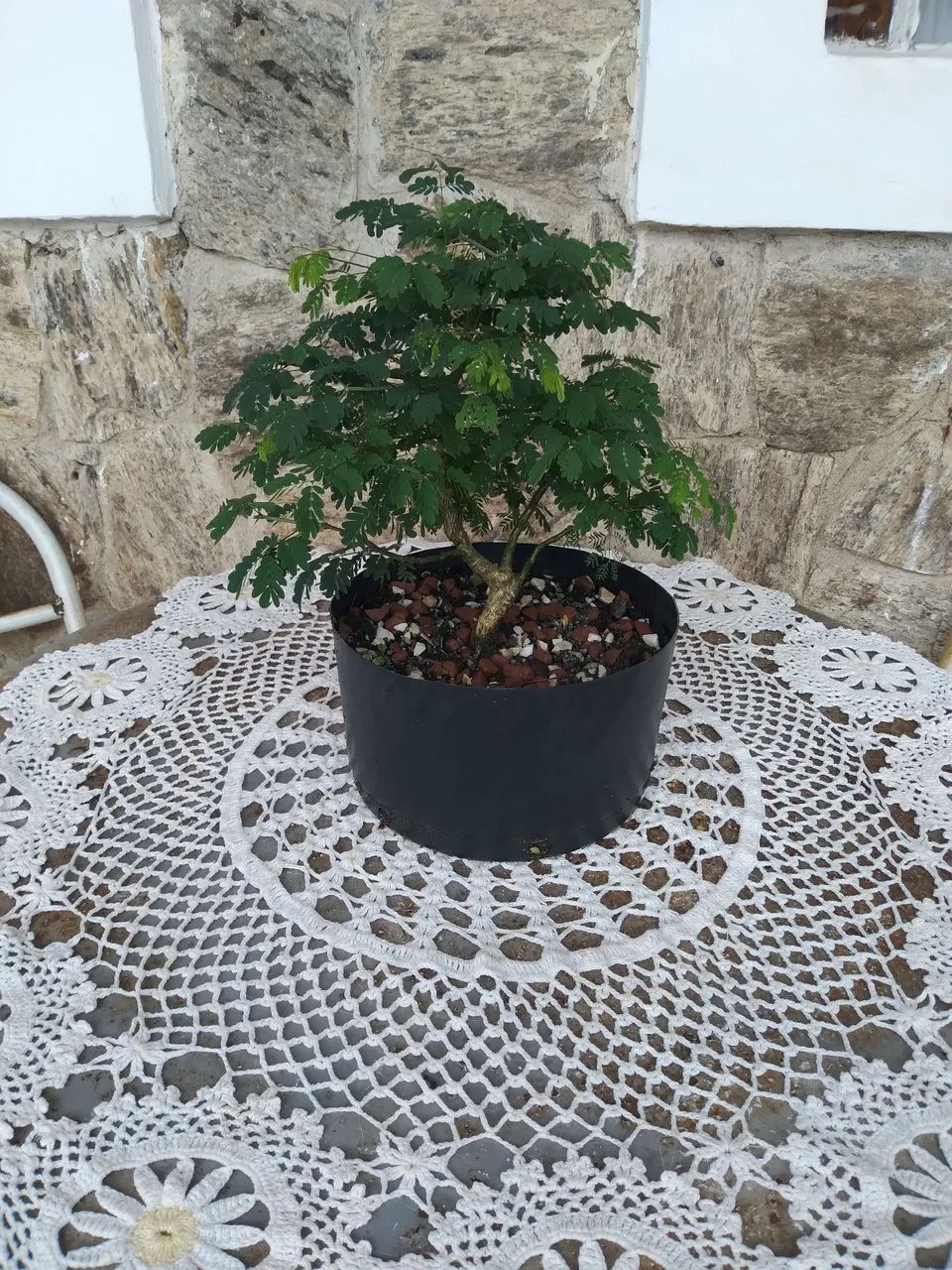 Bonsai Pitheco  - Foto 3