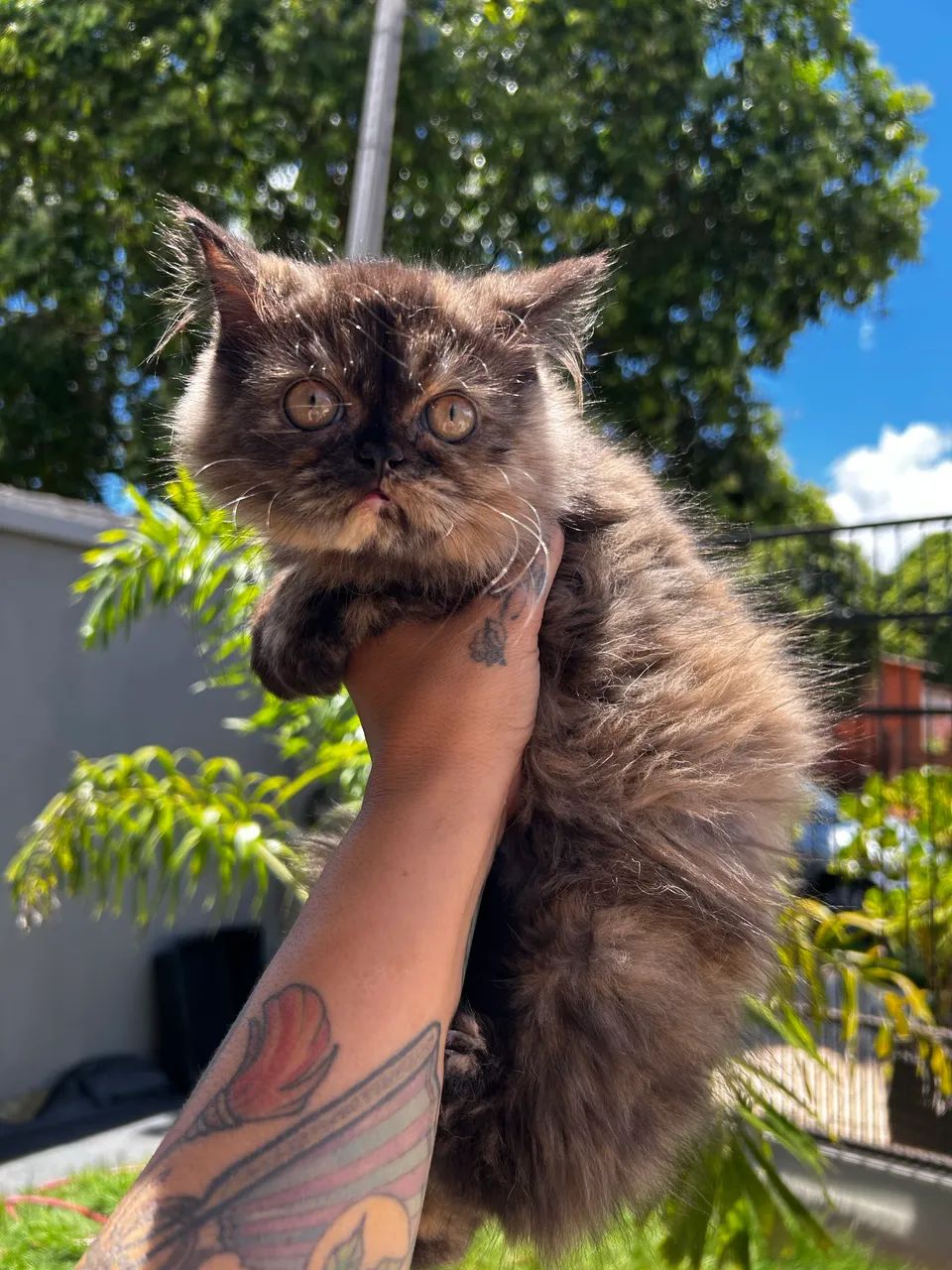 Gata persa fêmea  - Foto 3