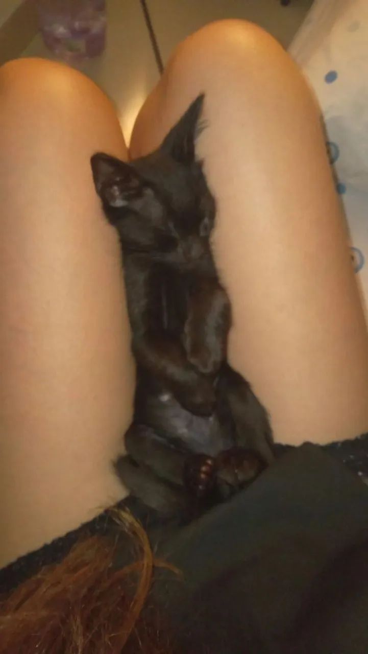Doação gatinho filhote macho  - Foto 2