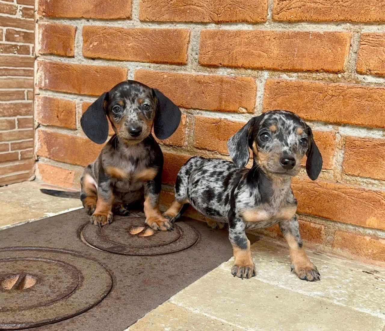 Dachshund mini Alerquim prata 