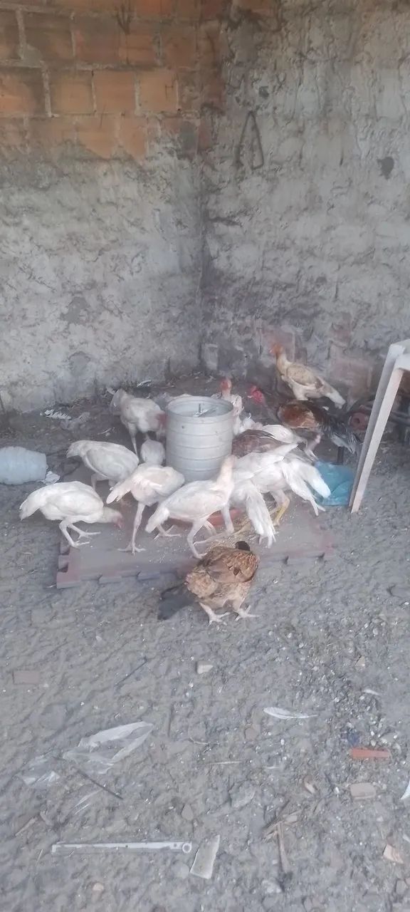 Galinha de raça  - Foto 4