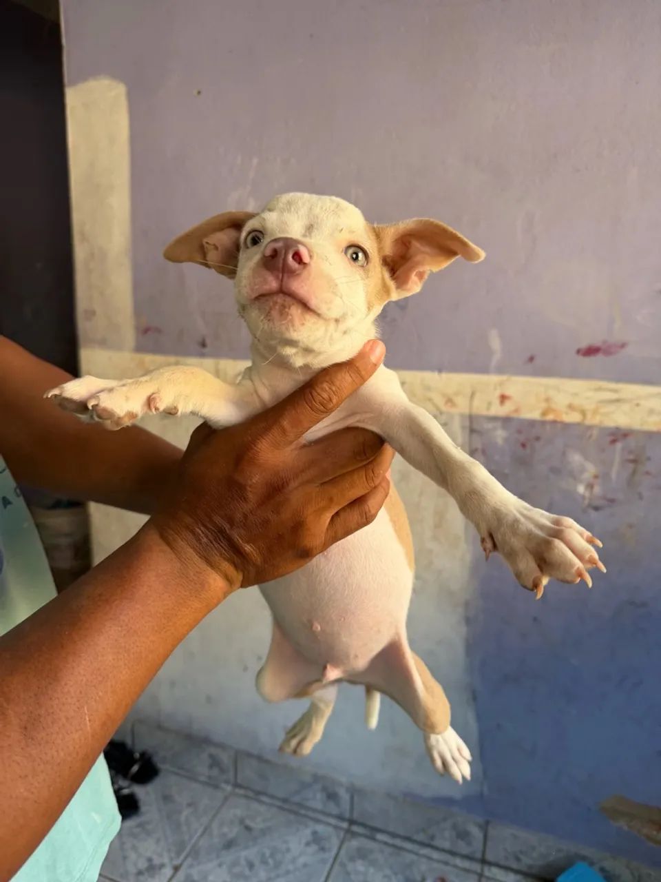 Pit bull  - Foto 2
