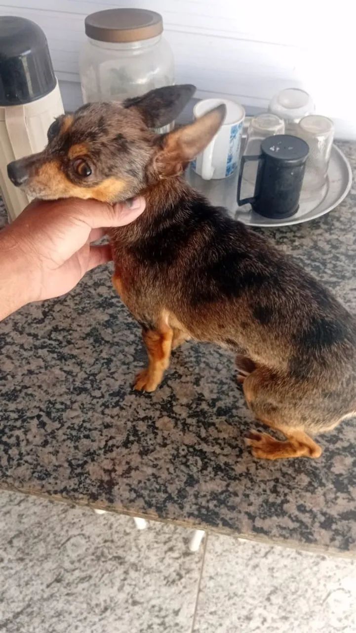 Cachorro 