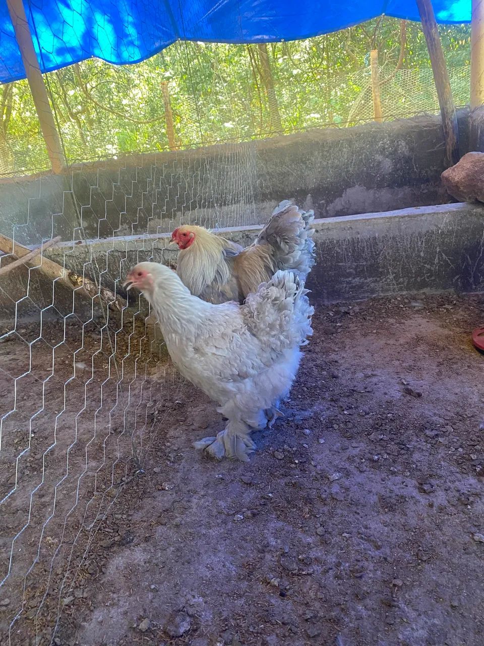 Brahma Matrizes. - Foto 4