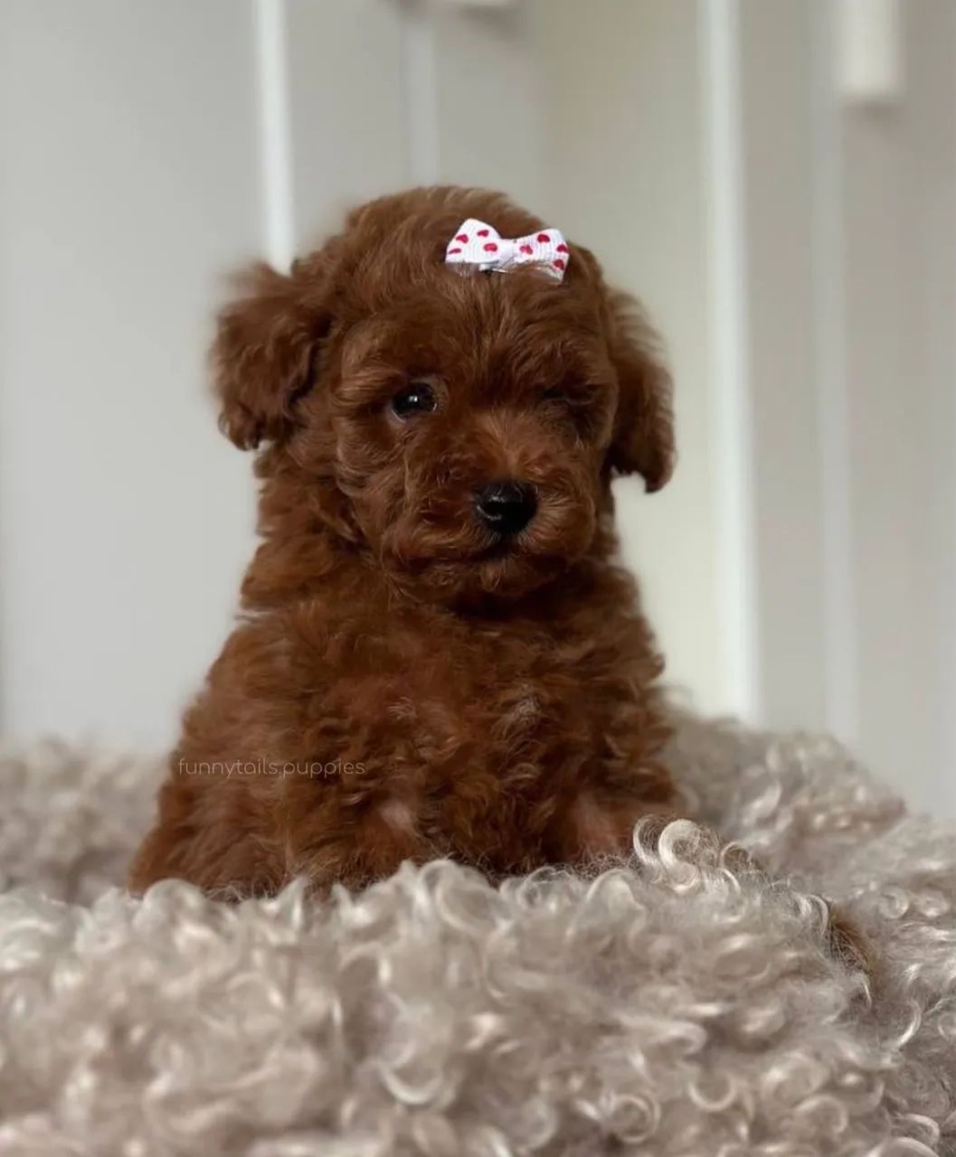 Poodle fêmea red 