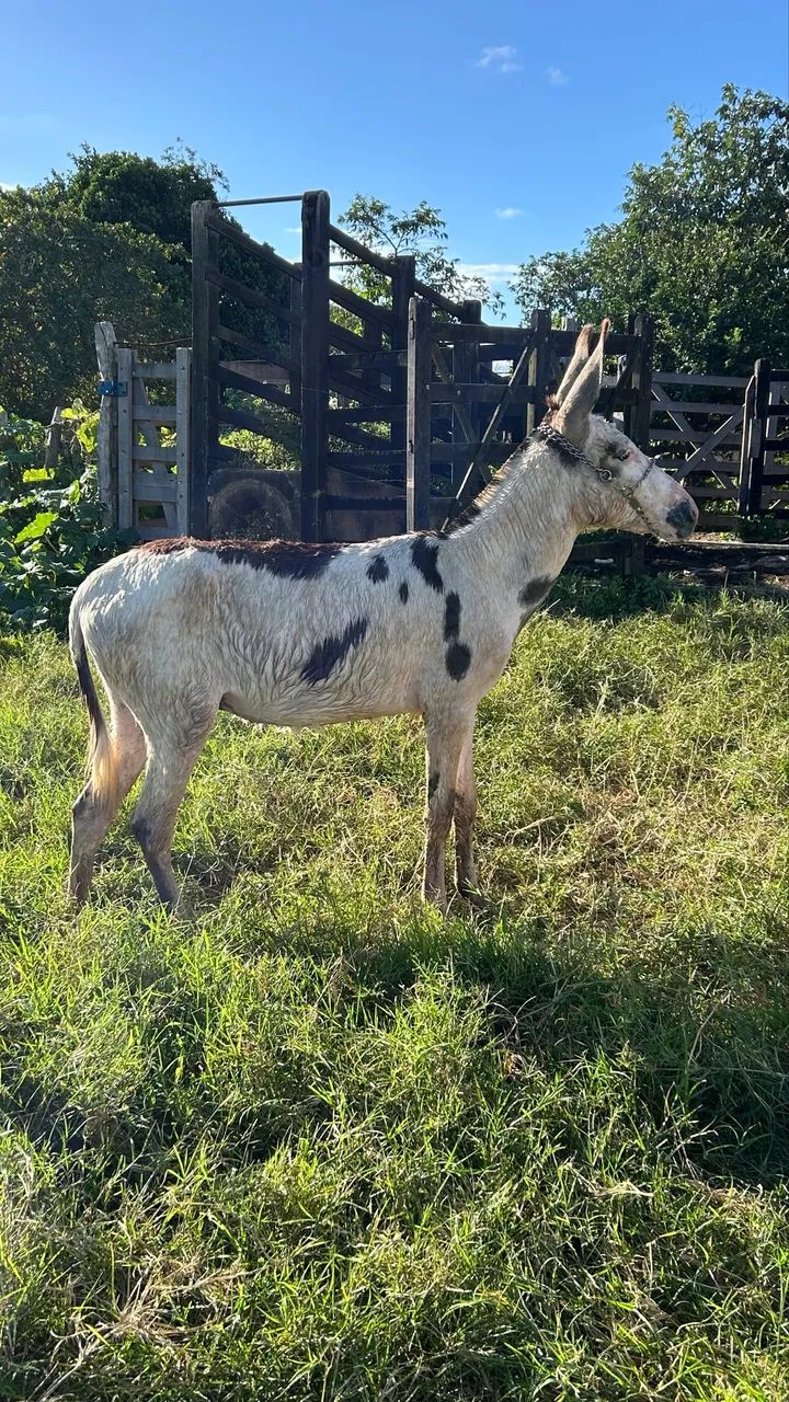 Jumento pampo - Foto 4