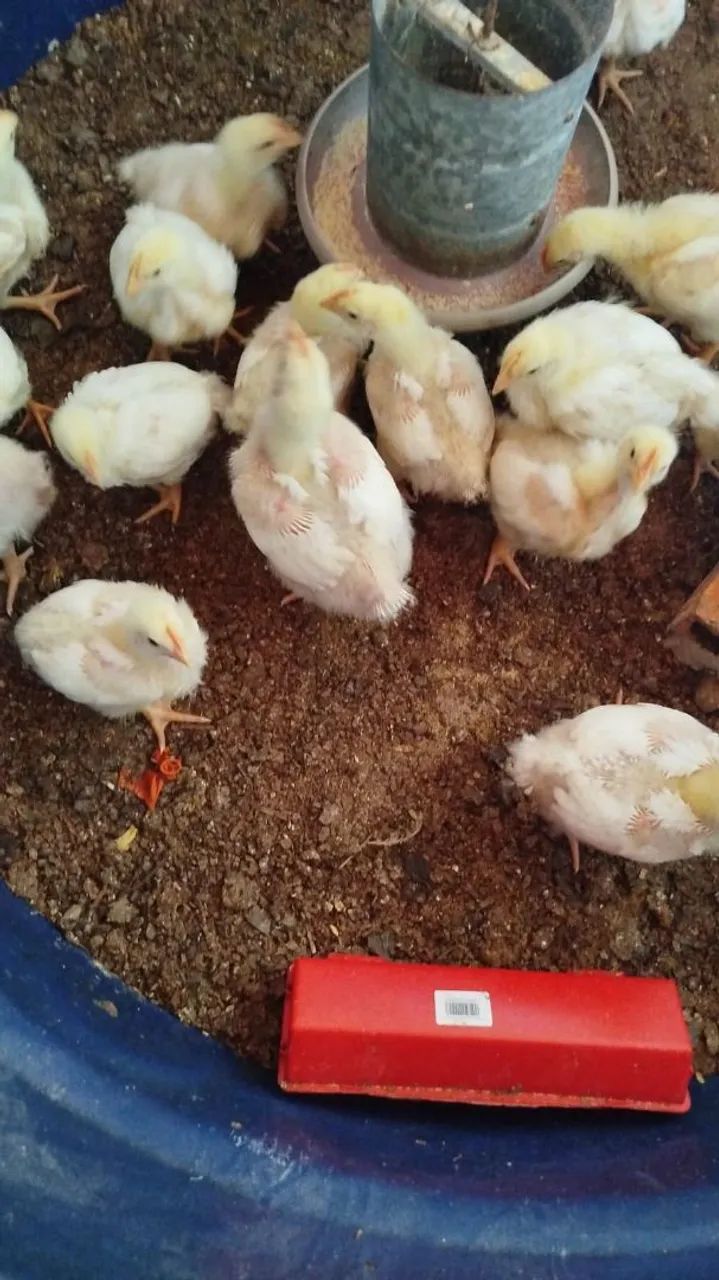 Pintos de granja já vacinados 300$ a caixa  - Foto 3