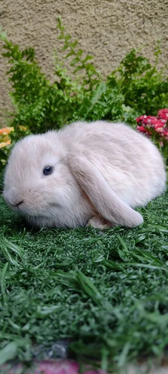 Mini Lop Uruguaio  - Foto 3
