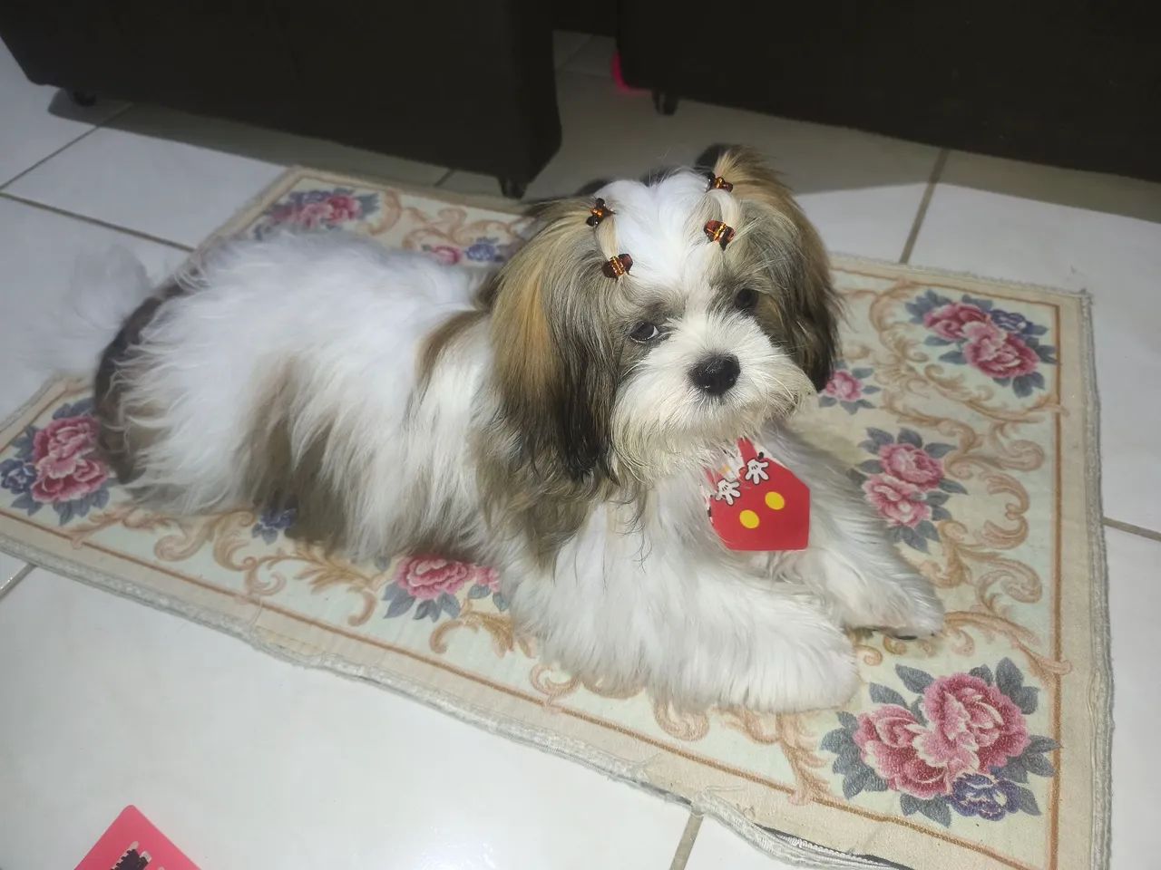 Shihtzu Macho para Cruzar - Foto 5