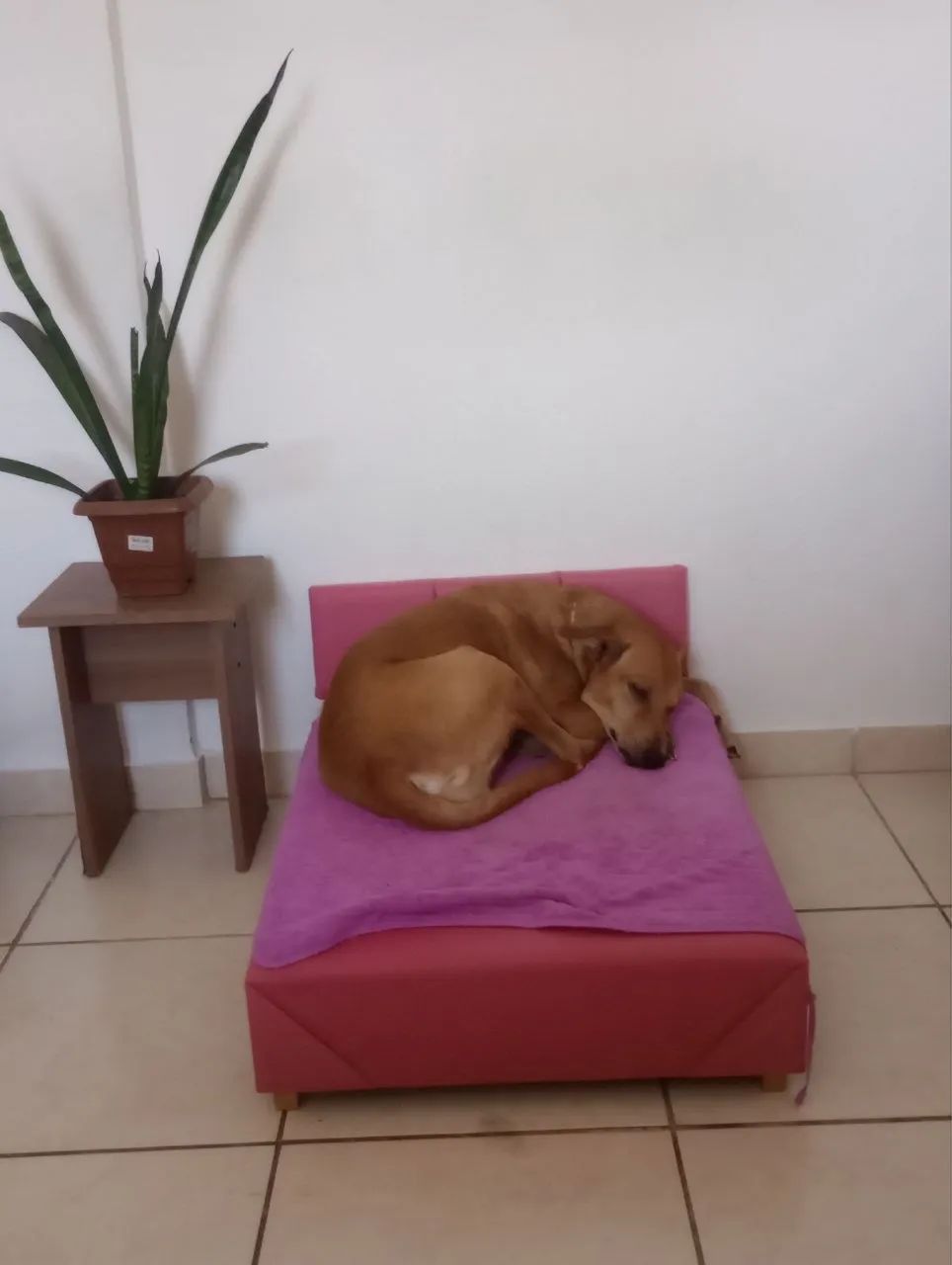 Cama para cachorro  - Foto 2