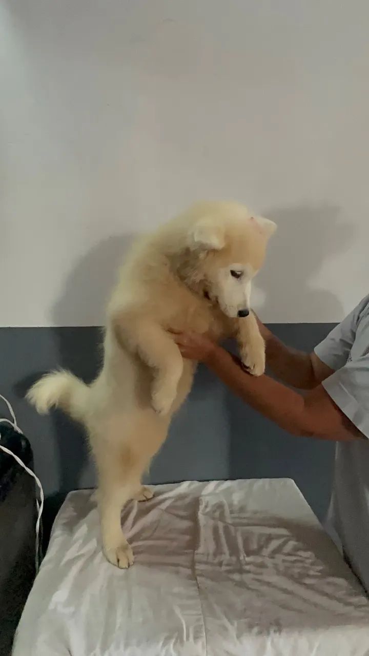 Cachorro Samoieda