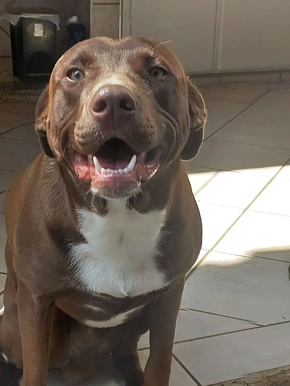 Pitt bull - Foto 3