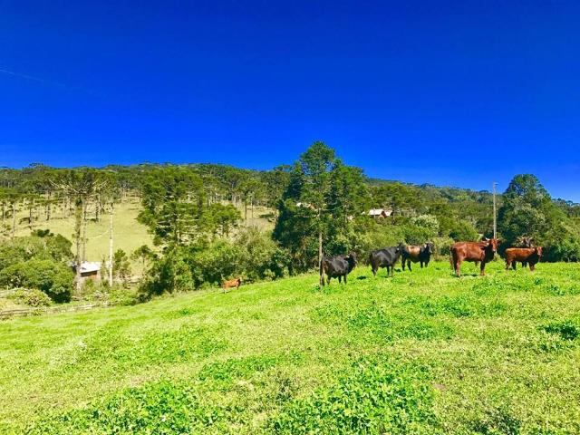 Chácara com rio em Urubici - Foto 10