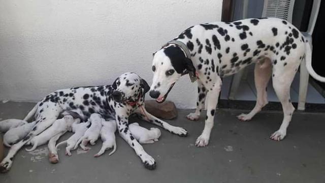 Cachorro
