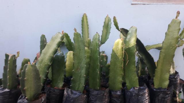 Pitaya Vermelha - Foto 6