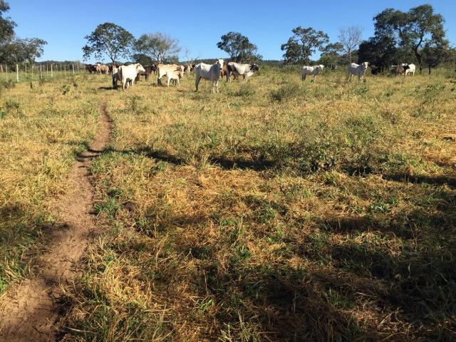 Fazenda c/ 570he, c/ 90% aberto/juquirado, 8km de Itiquira-MT, entrada + 4 parcelas - Foto 14