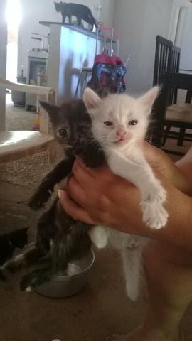 Doação de lindos gatinhos mestiços - Foto 5