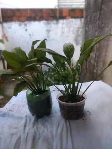 Vende-se plantas
