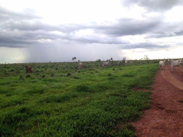 Fazenda c/ 1.700he c/ 80% formados, dupla aptidão, Itiquira-MT, pego 50% em imóvel no PR - Foto 13