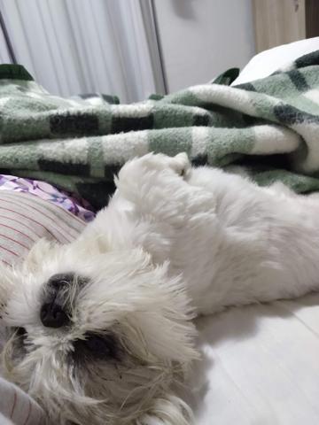 Shih-tzu - Foto 2
