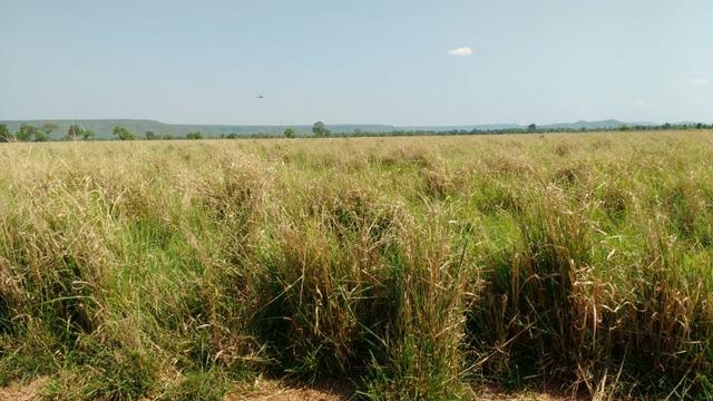 Fazenda c/ 1.000he, 620he formados, Itiquira-MT - Foto 7