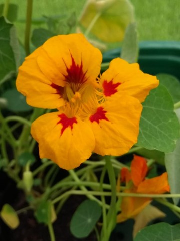 MUDAS DE CAPUCHINHAS E PANCS - Foto 4