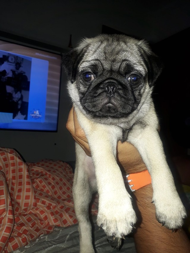 Pugs cachorros +10000 anúncios na OLX Brasil