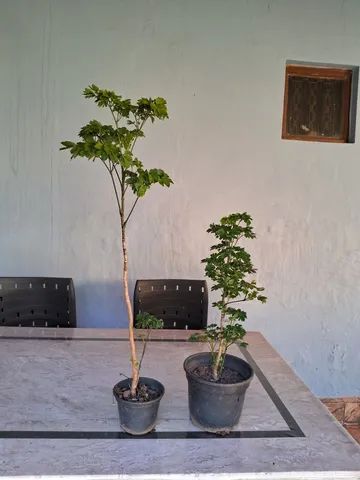 Mudas de jabuticabas e plantas ornamentais - Foto 2