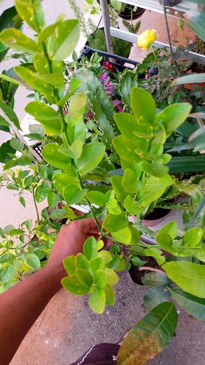 Frutíferas Enxertadas - Foto 4