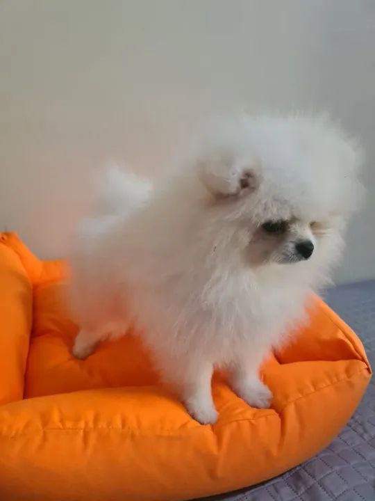 Fofurinha com Desconto Imperdivel!!! - Foto 5