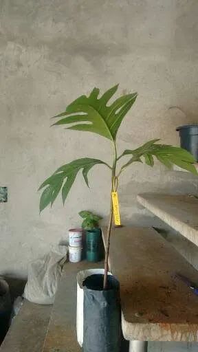 Plantas frutíferas  - Foto 5